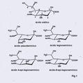 Imagen de 'Biosíntesis de ácido CMP-legionamínico a partir de fructosa-6-P'