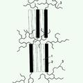 Imagen de 'Copolímeros de bloques hidrofílicos y metodo para su preparación'