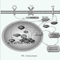 Imagen de 'Inhibidores de la ARN polimerasa I y usos de los mismos'