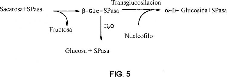 METODO ENZIMATICO PARA PRODUCIR ALFA-D-GLUCOSILGLICEROL (2-O-GLICERIL-ALFA-D-GLUCOPIRANOSIDA).