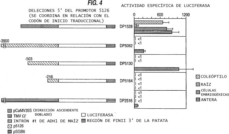 Ilustración 16 de la Galería de ilustraciones de SISTEMA NUCLEAR GENETICO REVERSIBLE PARA LA ESTERILIDAD MASCULINA EN PLANTAS TRANSGENICAS