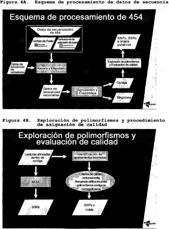 Ilustración 4 de la Galería de ilustraciones de ESTRATEGIAS PARA LA IDENTIFICACIÓN Y DETECCIÓN DE ALTO RENDIMIENTO DE POLIMORFISMOS