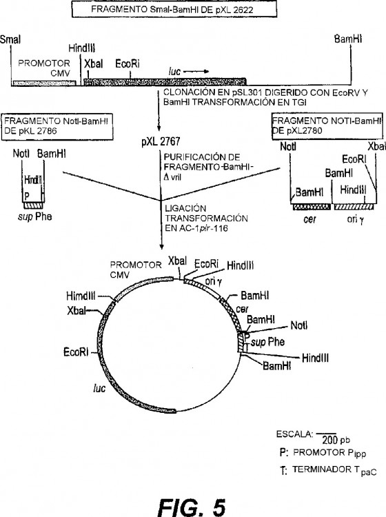 Ilustración 8 de la Galería de ilustraciones de MOLÉCULA DE ADN CIRCULAR CON ORIGEN DE REPLICACIÓN CONDICIONAL, SU PROCEDIMEINTO DE PREPARACIÓN Y SU UTILIZACIÓN EN TERAPIA GÉNICA