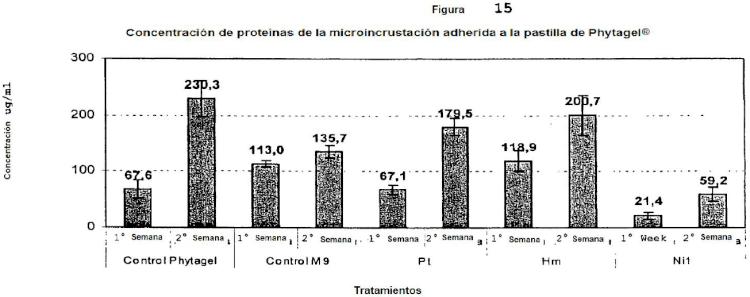 Ilustración 10 de la Galería de ilustraciones de PRODUCTO BACTERIANO DE ORIGEN MARINO ÚTIL PARA PREVENIR LAS MACRO Y LAS MICROINCRUSTACIONES BIOLÓGICAS CAUSADAS POR MACROALGAS E INVERTEBRADOS MARINOS