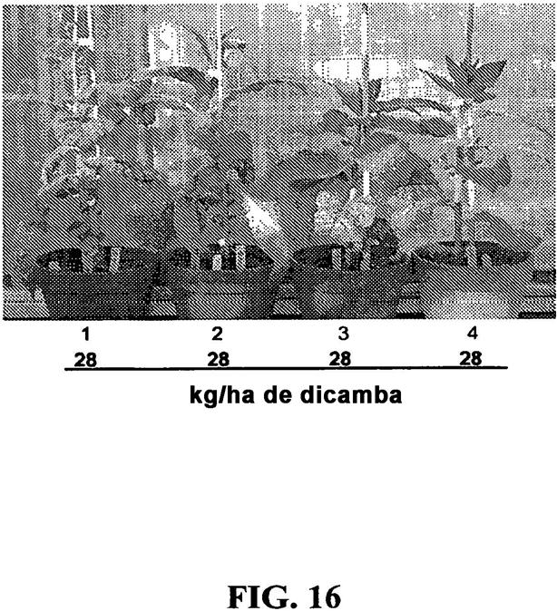Ilustración 9 de la Galería de ilustraciones de ENZIMA DICAMBA MONOOXIGENASA MODIFICADA Y PROCEDIMIENTO DE USO