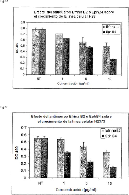 Ilustración 2 de la Galería de ilustraciones de ANTICUERPOS QUE SE UNEN A EPHB4 PARA INHIBIR LA ANGIOGÉNESIS Y EL CRECIMIENTO TUMORAL