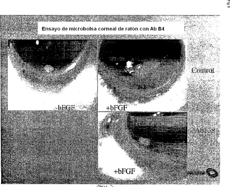 Ilustración 5 de la Galería de ilustraciones de ANTICUERPOS QUE SE UNEN A EPHB4 PARA INHIBIR LA ANGIOGÉNESIS Y EL CRECIMIENTO TUMORAL