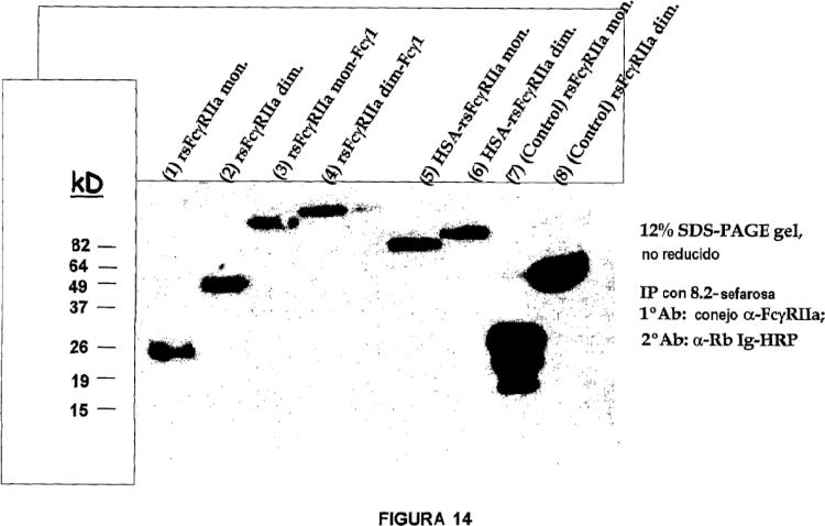 Ilustración 8 de la Galería de ilustraciones de POLIPÉPTIDOS Y POLIMÉRICOS PARA LOS RECEPTORES Fc