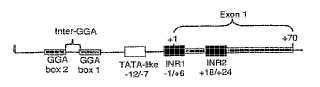 Un fragmento aislado de ADN del promotor humano de SPARC y su uso.
