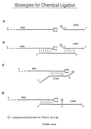 Procedimiento de ligación de aceptores de péptidos.