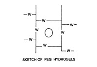 Hidrogeles de polietilenglicol degradables con semivida controlada y precursores de los mismos.