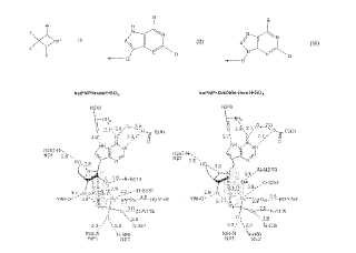 Análogos azetidina de inhibidores de nucleosidasa y fosforilasa.