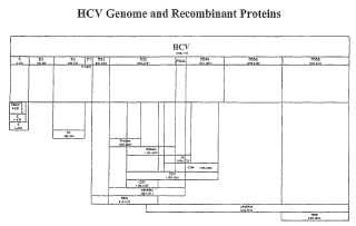 Mutantes de proteínas no estructurales de VHC y usos de los mismos.