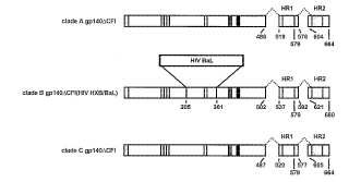 Vacunas de VIH basadas en Env de múltiples clados de VIH.