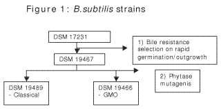 Composición de bacilos resistente a la bilis con altos niveles de secreción de fitasa.