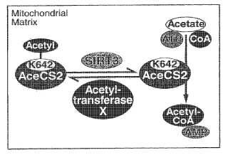 Regulación de la actividad de las proteinas por acetilación reversible.