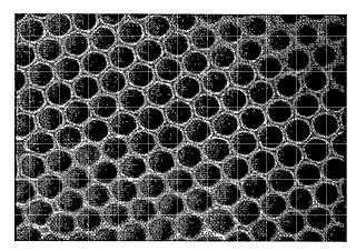 Película biodegradable con estructura de nido de abeja.