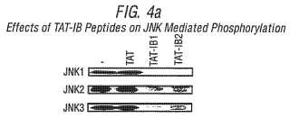Inhibidores peptídicos con permeabilidad celular de la ruta de transducción de la señal JNK.