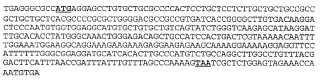 Ácidos nucleicos y polipéptidos Bv8 con actividad mitógena.