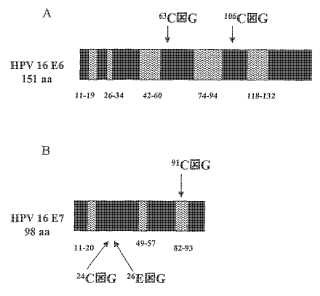 Péptidos de fusión que comprenden los polipéptidos E7 y E6 de virus del papiloma humano y composiciones inmunogénicas de los mismos.