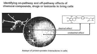 Interacciones proteína-proteína para realización de perfiles farmacológicos.