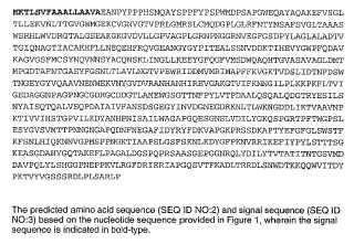 Beta-glucosidasa BGL3 y ácidos nucleicos que la codifican.