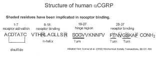 Antagonistas y conjugados de péptidos CGRP.