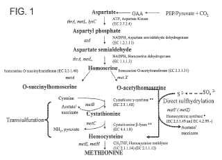 Composiciones y procedimientos de producción de metionina.