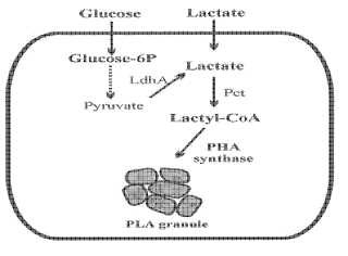Células o plantas que tienen una capacidad productora de polilactato o sus copolímeros, y procedimiento para la preparación de polillactato o sus copolímeros mediante su uso.