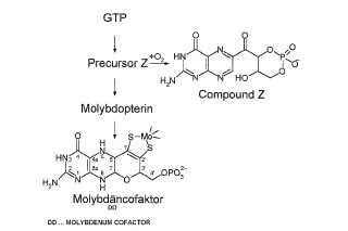 Uso de precursor Z para la fabricación de un agente para el tratamiento de deficiencia del cofactor de molibdeno humano.
