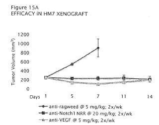 Anticuerpos anti-NRR de Notch 1 y procedimientos de uso de los mismos.