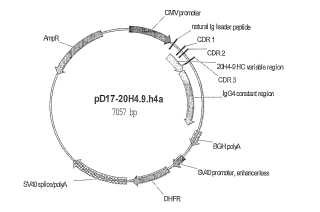 Anticuerpos enteramente humanos contra 4-1BB humano (CD137).