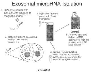 Micro-ARN asociado a exosoma como marcador de diagnóstico.