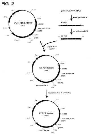 Mutante de la propionil CoA transferasa de Clostridium propionicum y método de preparación de PLA o copolímeros de PLA utilizando el mismo.