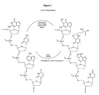 Las alquilaminas mejoran la detección de compuestos en muestras biológicas fijadas con formaldehído.