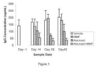 Combinación de inhibición de BLyS y micofenolato de mofetilo para tratamiento de enfermedades autoinmunitarias.