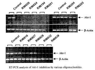 Uso de oligonucleótidos antisentido para inhibir la expresión de Akt-1.