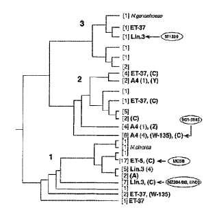 Variantes multiples de protenia NMB 1870 de meningococo.