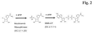 Síntesis enzimática de carba-NAD.