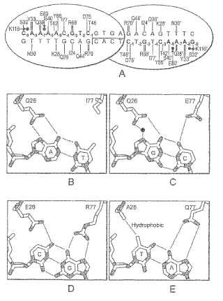Meganucleasas diseñadas racionalmente con especificidad de secuencia y afinidad de unión a ADN alteradas.