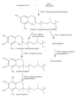 Composiciones y métodos para alterar el contenido de alfa- y beta-tocotrienol.
