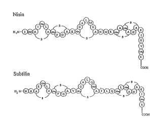 Exportación y modificación de poli(péptidos) de tipo lantibiótico.