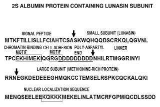 Utilización de péptido de soja (lunasina) para reducir la tasa de colesterol total y LDL.