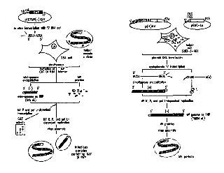 cDNA correspondiente al antigenoma de virus RNA de cadena negativa no segmentada, y proceso para la producción de tales virus codificantes de proteínas antigénicamente activas adicionales.