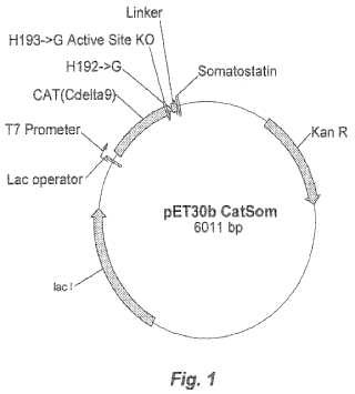 Proteína de fusión de somatostatina deficiente en cloranfenicol acetiltransferasa (CAT) y el uso de ésta en ganado vacuno vacuno.