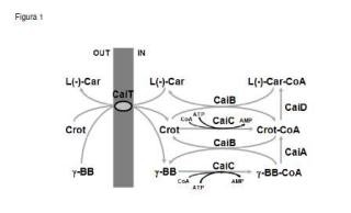 Producción de L(-)-carnitina mediante cepas de Escherichia coli modificadas genéticamente.