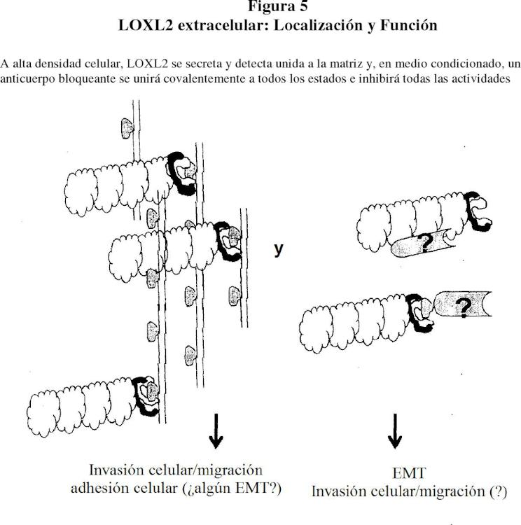 Ilustración 3 de la Galería de ilustraciones de Inhibidores de LOX y LOXL2 y usos de los mismos