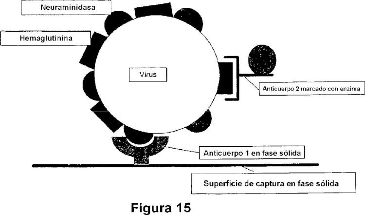 Ilustración 12 de la Galería de ilustraciones de Detección del virus de la gripe en tiempo real