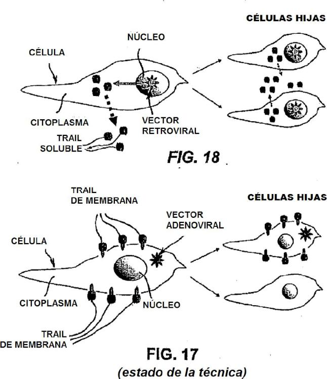 Ilustración 8 de la Galería de ilustraciones de Método de producción de proteína TRAIL antitumoral
