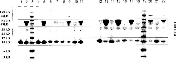 Ilustración 4 de la Galería de ilustraciones de Glicosilación de péptidos a través de secuencias de glicosilación con unión en O